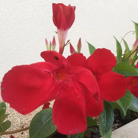 Destine Рогозница