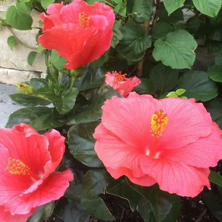 Destine Апартаменты