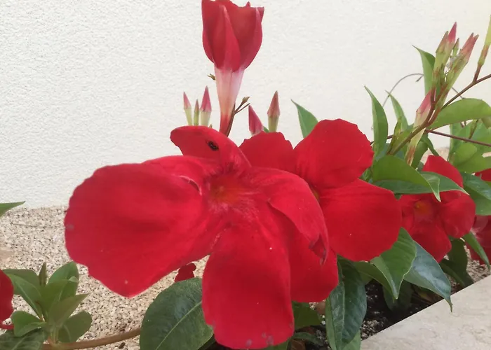 Destine ロゴズニッツァ